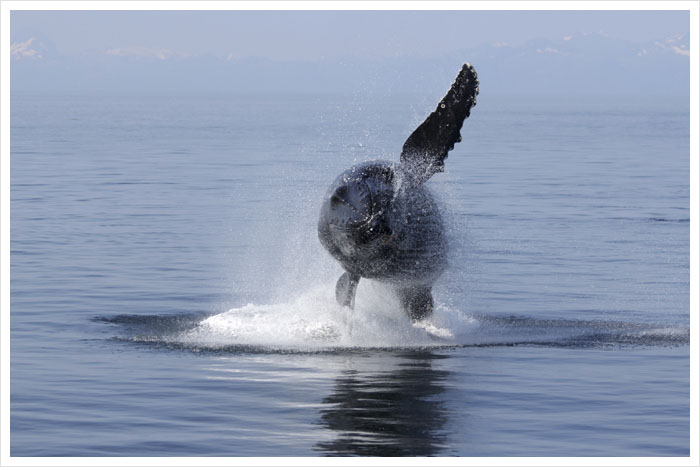 Alaska Whale Watching Cruises and Wildlife Tours | MV Discovery