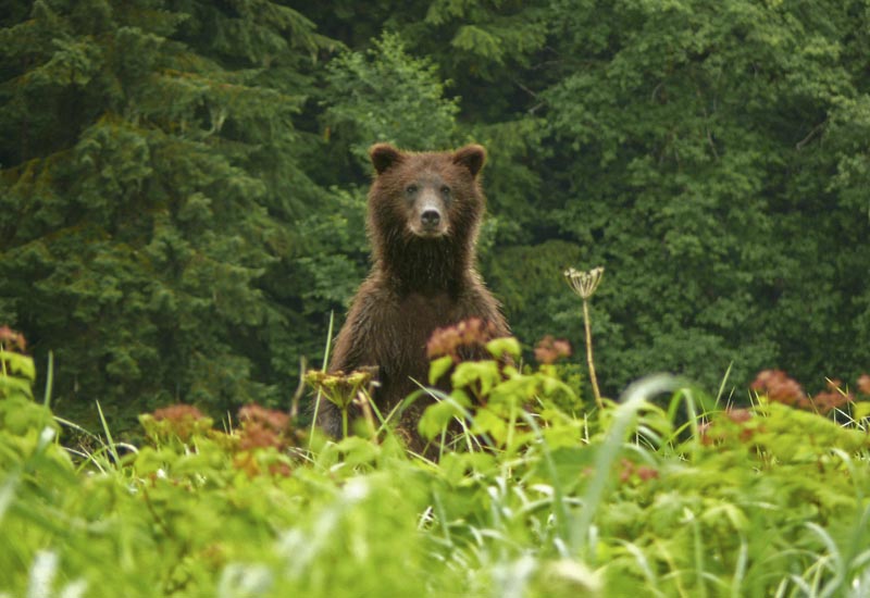 Image result for standing bear in green meadow